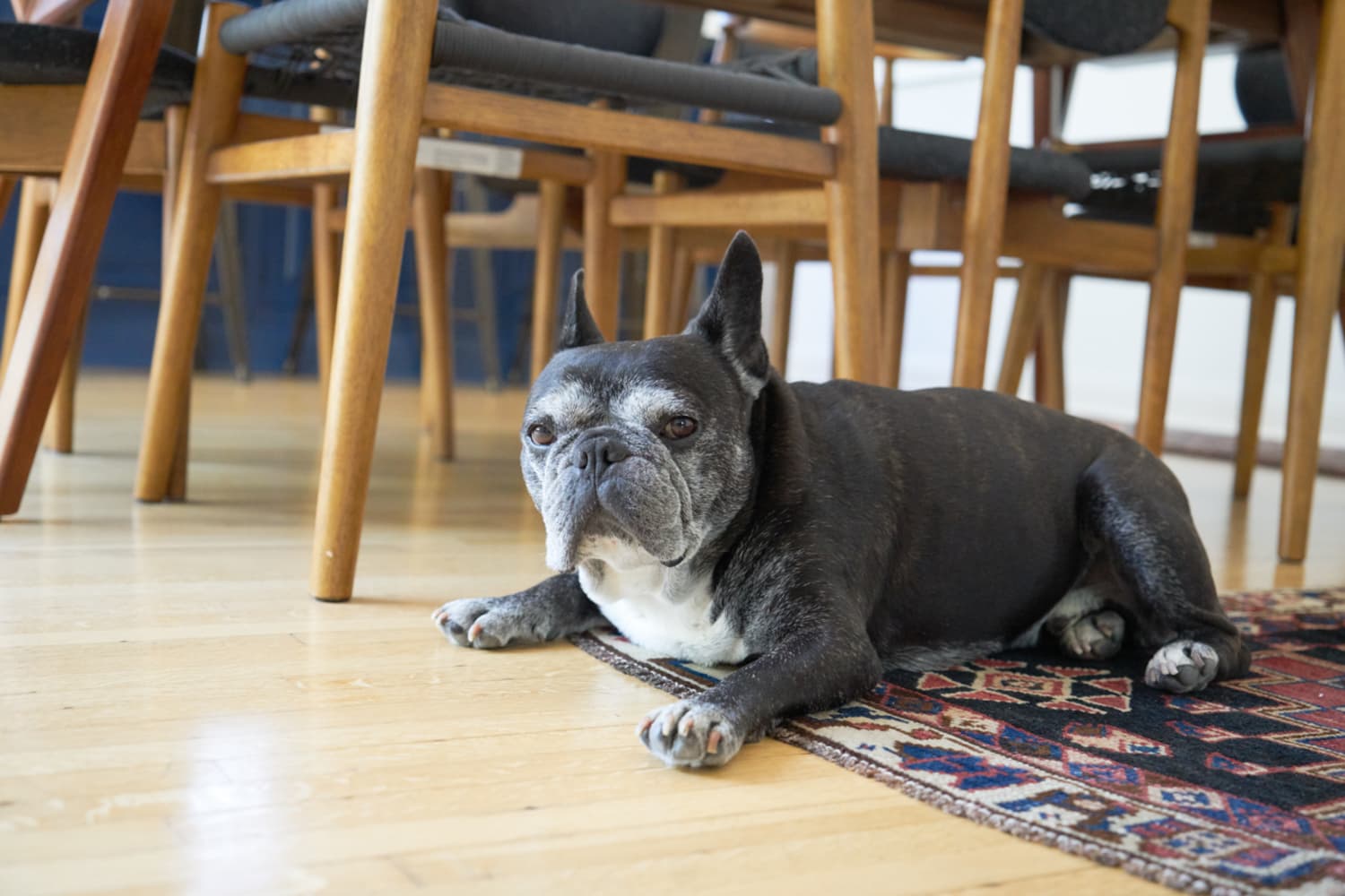 Amazon Prime Day Pet Deals 2021 Furbo, Pet Beds, Pet Brush The Kitchn